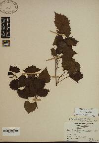 Vitis rotundifolia image