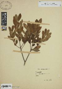 Ilex coriacea image