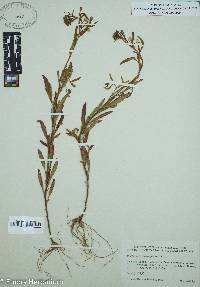 Oenothera perennis image