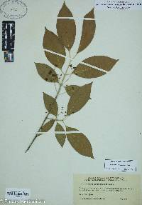 Euonymus atropurpureus image