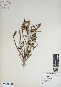 Ilex myrtifolia image