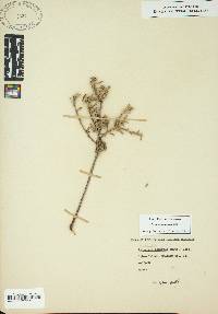 Oenothera humifusa image