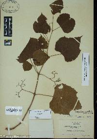 Vitis vulpina image