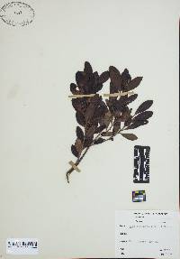 Ilex coriacea image