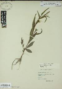 Ludwigia decurrens image