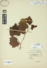Vitis rotundifolia image