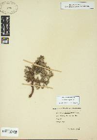 Oenothera humifusa image