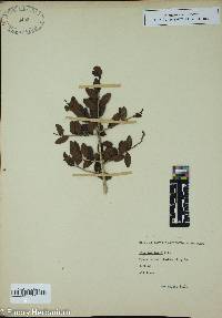 Ilex vomitoria image