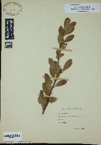 Ilex coriacea image