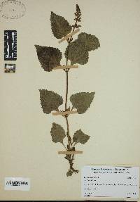 Salvia urticifolia image