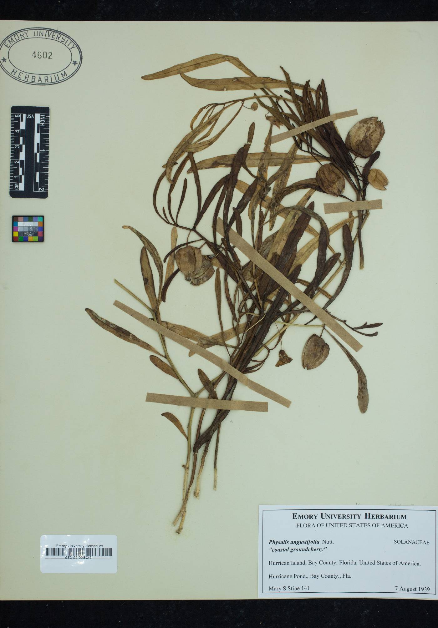 Physalis angustifolia image