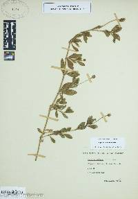 Phyla nodiflora image