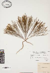 Cuscuta gronovii image