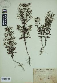 Trichostema dichotomum image