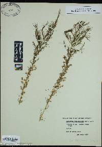 Eupatorium capillifolium image