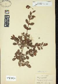 Viburnum obovatum image