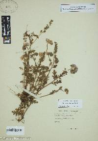 Phacelia maculata image