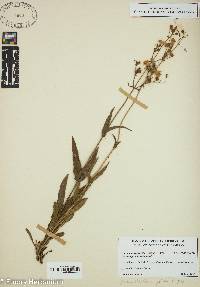 Penstemon canescens image