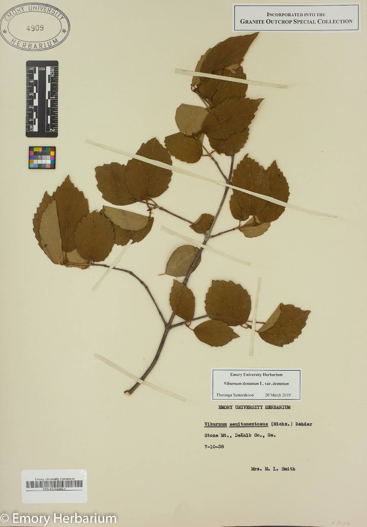 Viburnum dentatum var. dentatum image