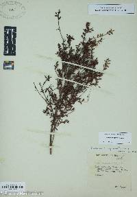 Vaccinium myrsinites image