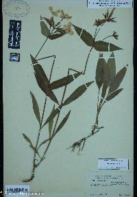 Image of Phlox latifolia