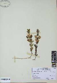 Dyschoriste oblongifolia image