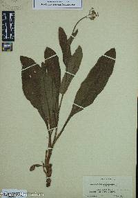 Cynoglossum virginianum image