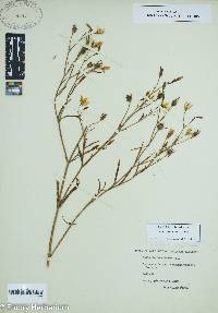 Sabatia campanulata image