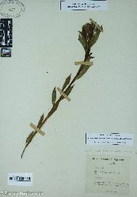 Amsonia tabernaemontana image