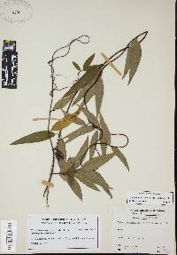 Gelsemium sempervirens image