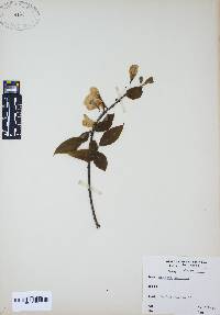 Halesia carolina image