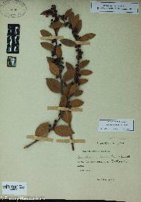 Lyonia lucida image