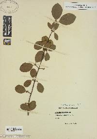 Image Associated With the Occurence