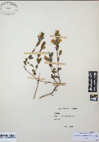 Dyschoriste oblongifolia image