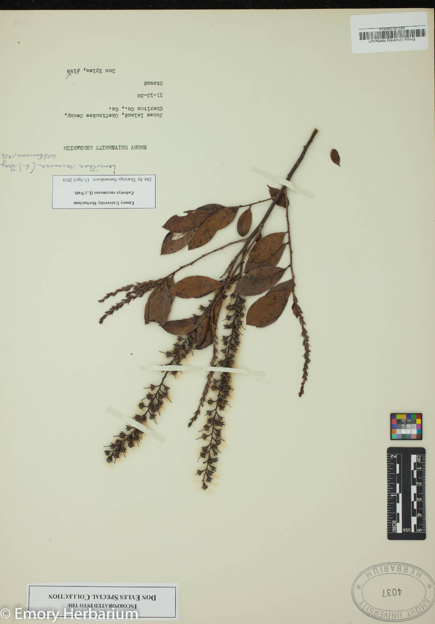 Eubotrys racemosa image