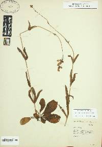 Penstemon canescens image