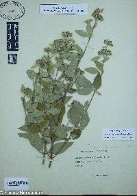 Pycnanthemum albescens image