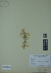 Phlox subulata image