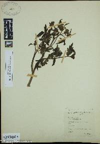 Hydrophyllum virginianum image