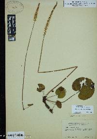 Galax urceolata image