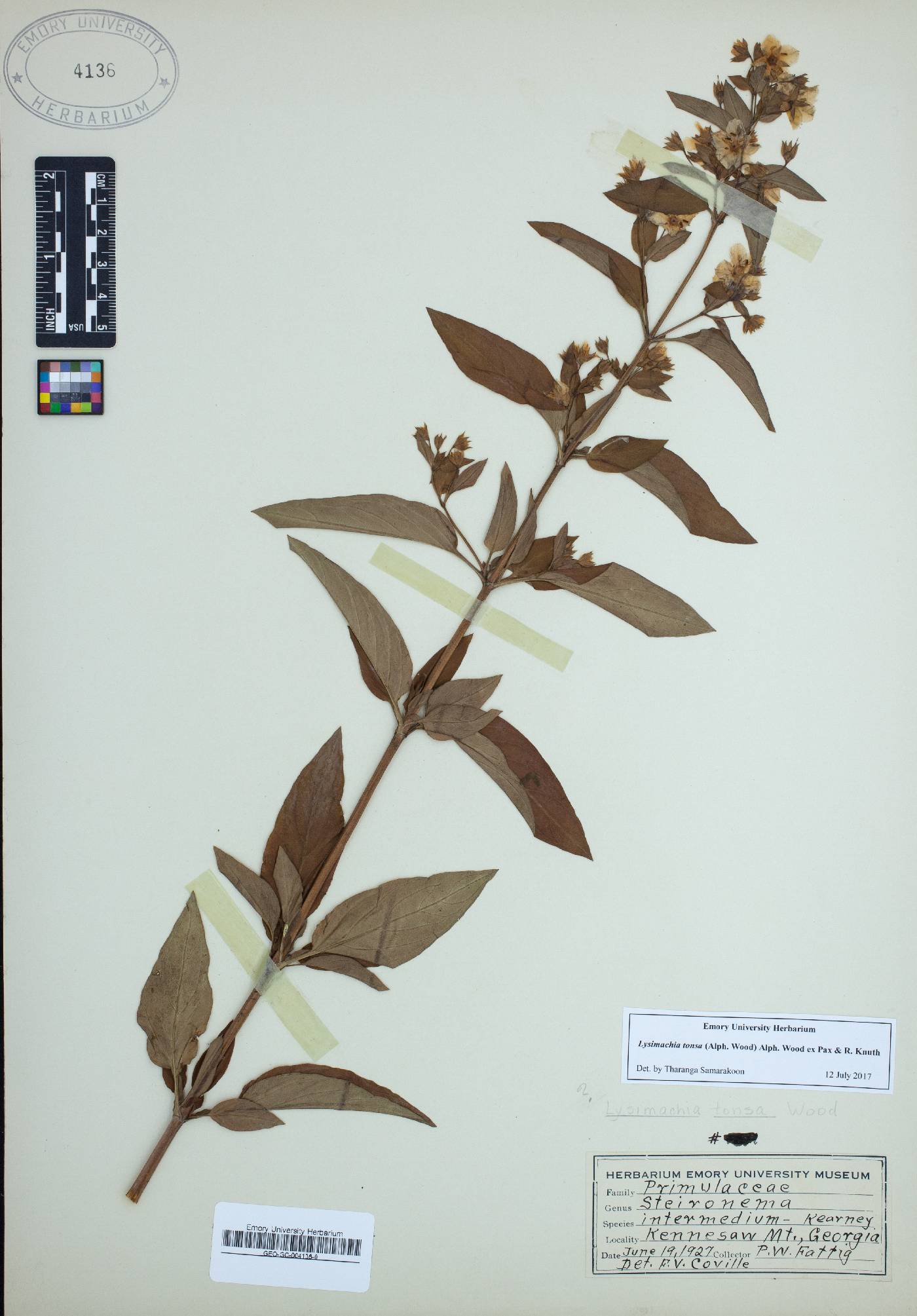 Lysimachia tonsa image