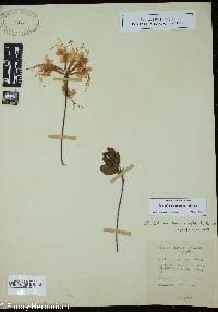 Rhododendron canescens image