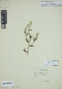 Myosotis verna image