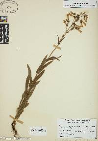 Penstemon canescens image