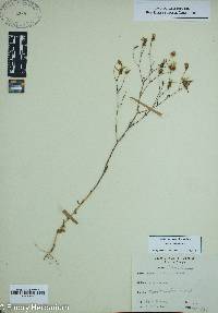 Image of Sabatia brevifolia