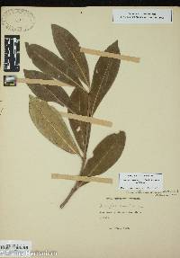 Osmanthus americanus image