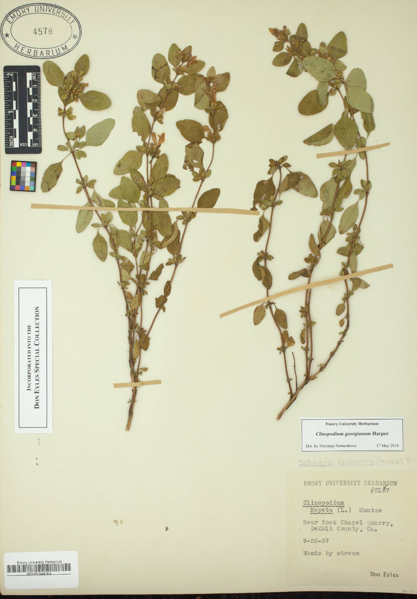 Clinopodium georgianum image