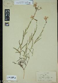 Phlox floridana image