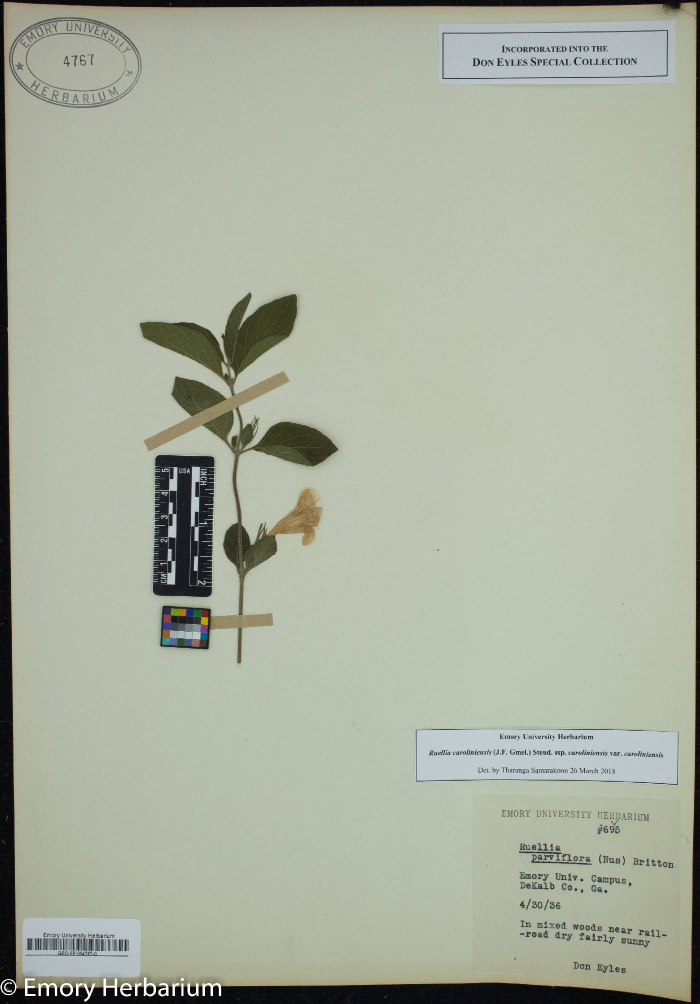Ruellia caroliniensis var. caroliniensis image