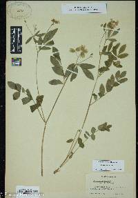 Polemonium reptans image